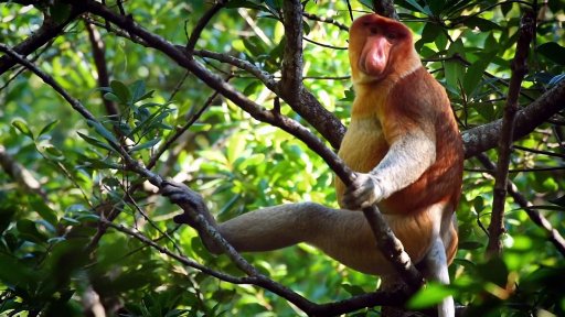 Češi zachraňují - Czechs protect… proboscis monkeys in Borneo