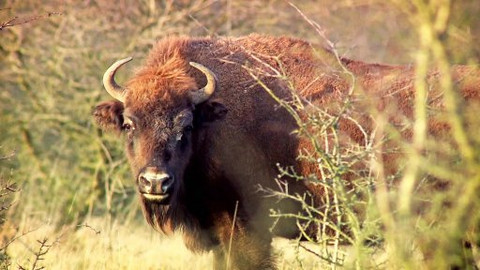 Češi zachraňují - Czechs protect… bisons in Bohemia