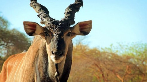 Češi zachraňují - Czechs protect… elands in Senegal