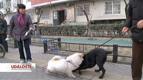 Čínská kapitalistická revoluce - Psi: z lahůdky miláčkem