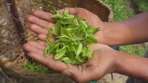 Televizní akademie - Darjeeling, šampaňské mezi čaji