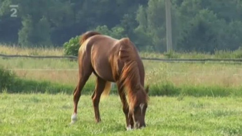 Televizní akademie - Jak domácí zvířata změnila člověka - kůň domácí