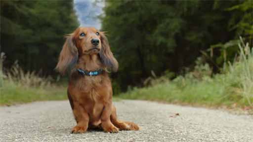 Tady hlídám já - Teaser