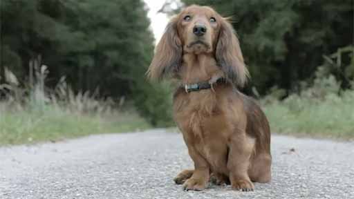 Tady hlídám já - Film o filmu