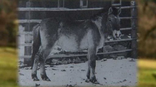 Poslední divocí koně