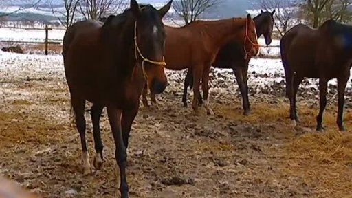 SOS - Život pro koně