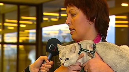 Výstava ušlechtilých koček