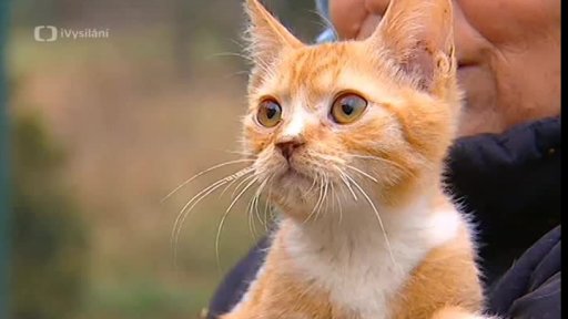 Nabídka koček z Loun