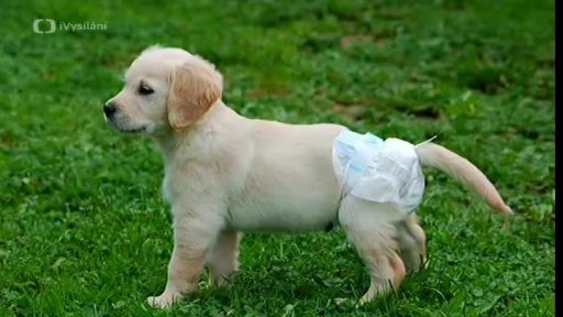 Absorpční plenky pro psy