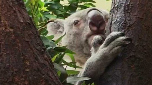 Jak se chovají koaly a pandy