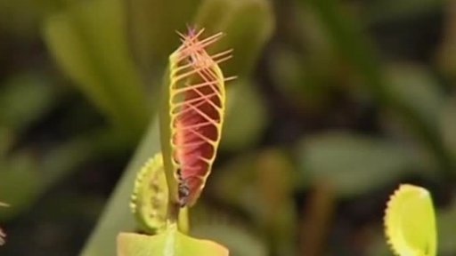 Pěstitel masožravek