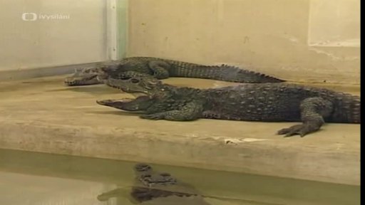 Krokodýlí ZOO