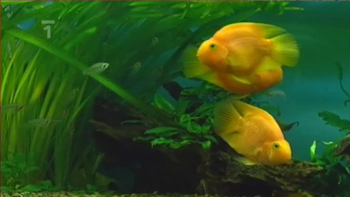 Rybí dům Chotěbuz