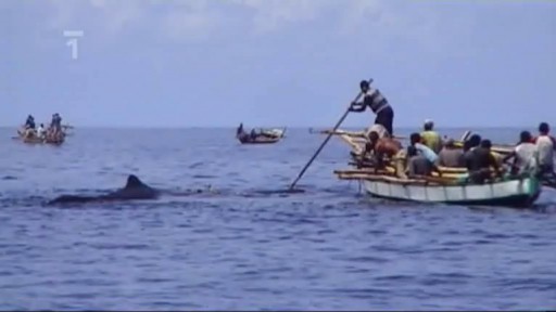 Indonésie: lov velryb