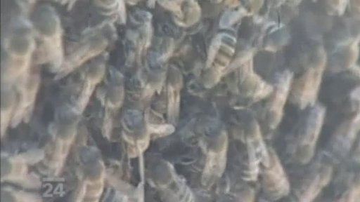 Včelstva po celém světě rapidně vymírají