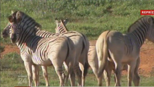 Kříšení vyhynulé zebry kvagga