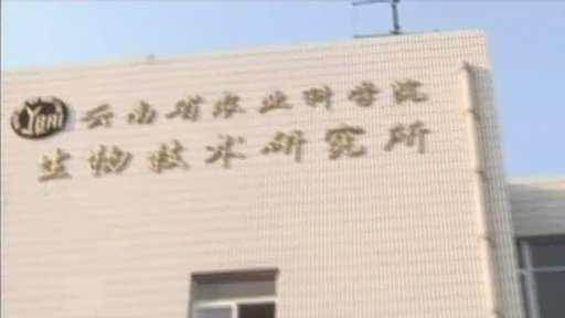 Geneticky modifikované potraviny