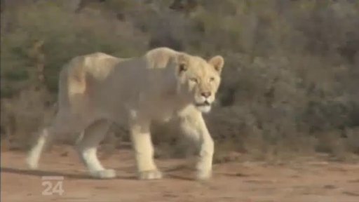 Návrat bílých lvů na africkou savanu