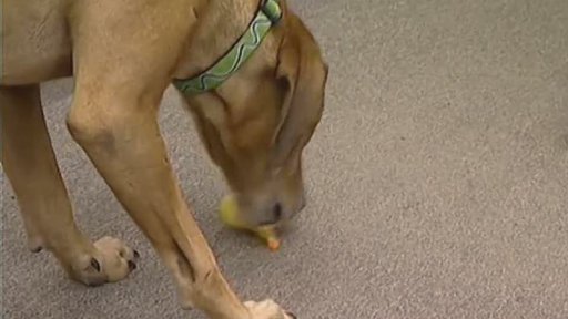 Výchova nezvladatelných psů jako netradiční podnikání