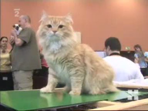 Miniseriál o kočkách