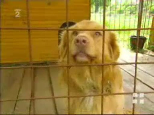 Právní poradce v případech týrání zvířat