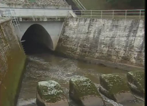 Kyslíkové deficity ve vodách jako příčina úhynu ryb