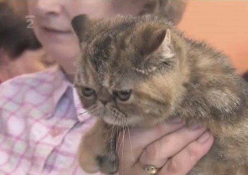 Miniseriál o kočkách