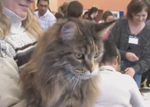 Miniseriál o kočkách