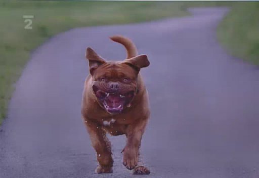 Jak se fotografují psi