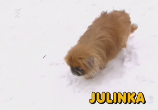 Nabídka psů a koček z útulku Dášenka