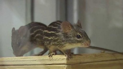 Jak se chovají hlodavci