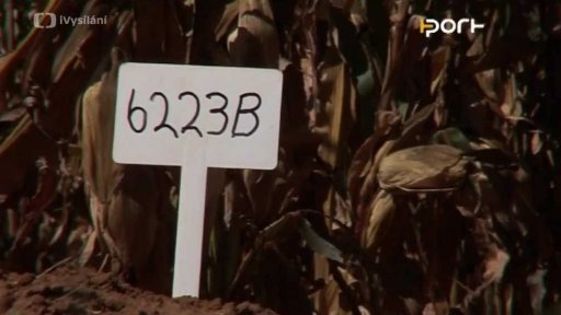 Za plodinami s pozměněnými geny