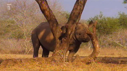 Tanzánie: nosorožci Další info