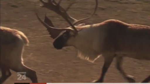 Ochrana kanadských sobů Karibu