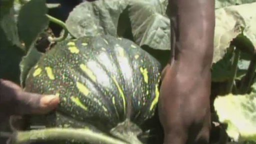 Organická farma v Keni