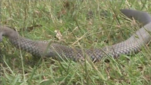 O jedech a protijedech