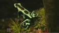 Proč mají žáby vypouklé oči a proč umějí skřehotat?
