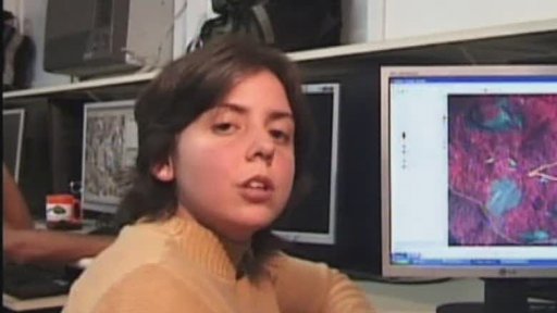 Rio de Janeiro: ochrana lesních porostů