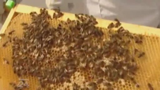 Londýn: hotel s vlastním včelým medem