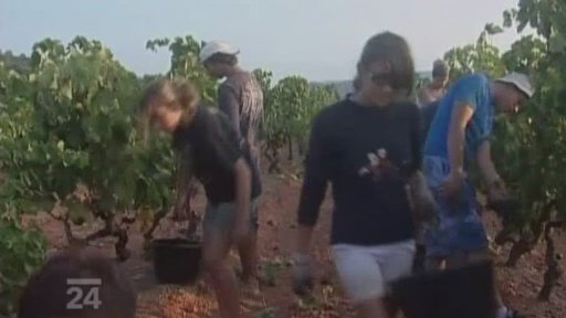 Francie: sklízení hroznů v noci