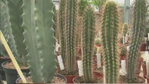 Banka nejvzácnějších divoce rostoucích rostlin světa