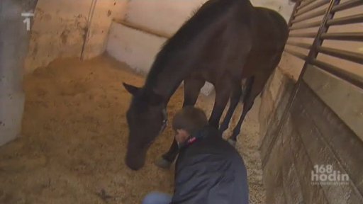 Dárek k 57. narozeninám žokeje Váni: 6. vítězství v Pardubicích