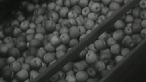 Vánoce: jižní ovoce a další zajímavosti (1953)