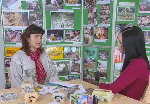 Ne klece pro slepice