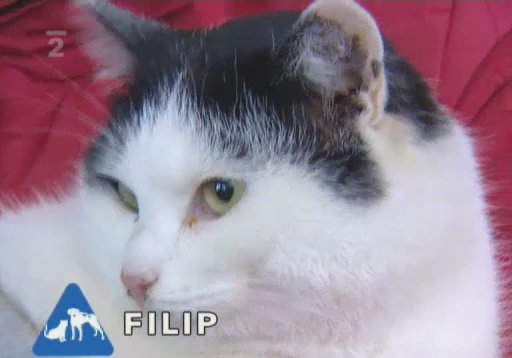 Nabídka koček z útulku Felis Catus z Kladna