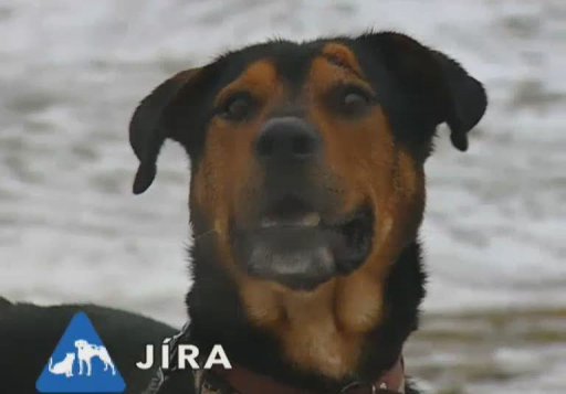 Nabídka psů z útulku Hovorčovice u Prahy