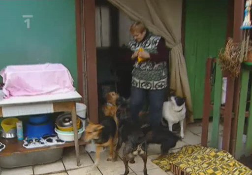 Útulek pro psy v Praze 4- Komořanech