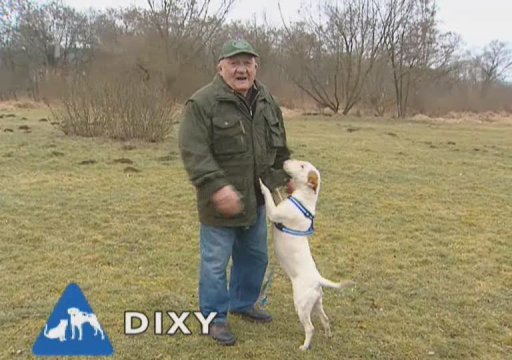 Nabídka pejsků z útulku