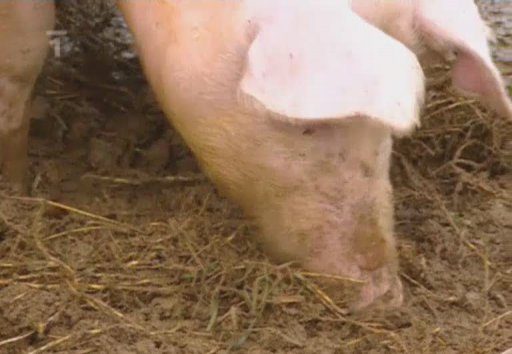 Životní podmínky prasat