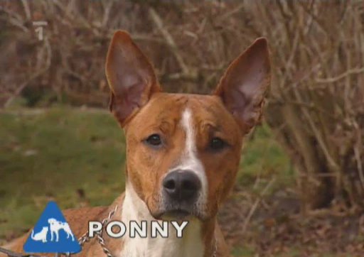 Nabídka pejsků z útulku